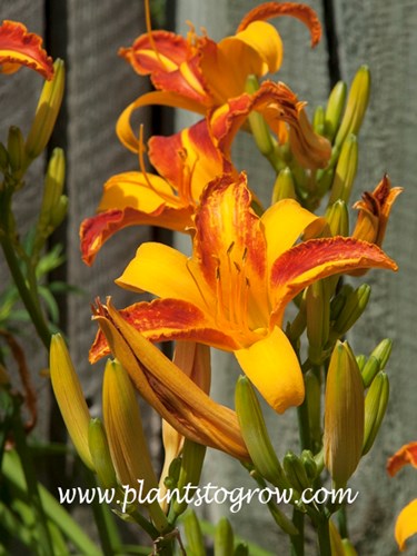Daylily Frans Hall